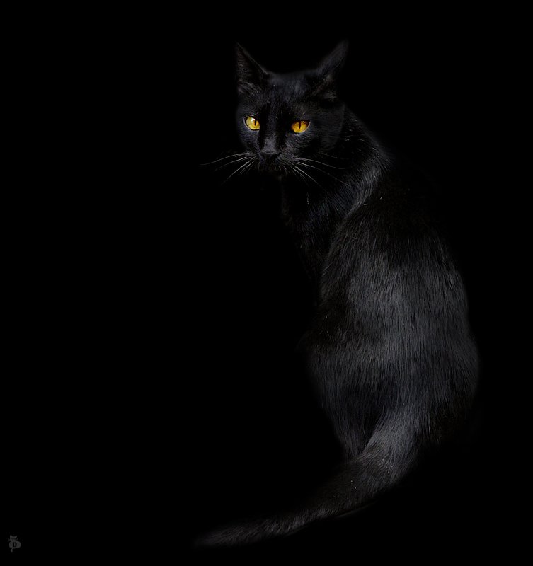 черный кот, Darn Cat