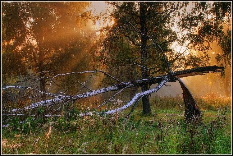 август, рассвет, туман, лес, Григорий Иващенко