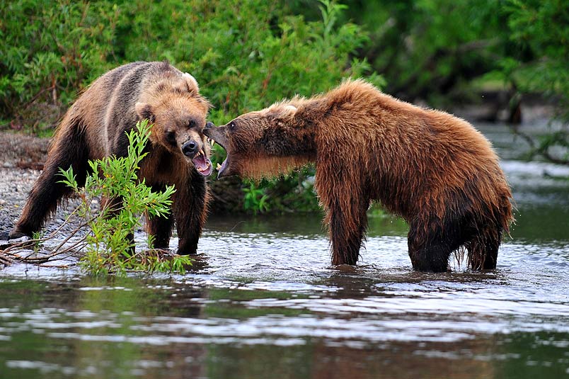 медведь bear горшков gorshkov, Sergey Gorshkov