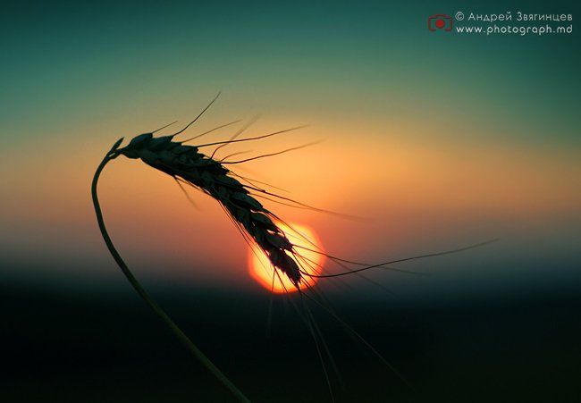 колос молдова природа закат солнце, Андрей Звягинцев