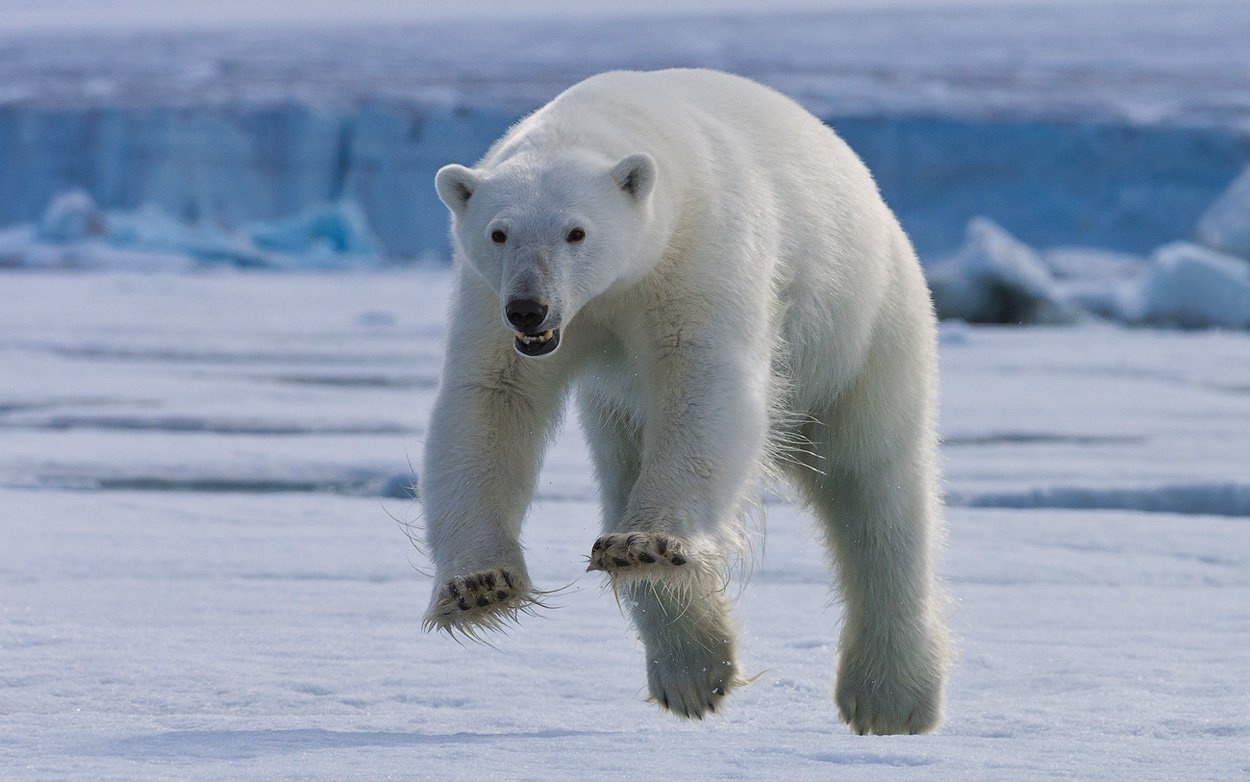белый, медведь., polar, bear., svalbard, (spitsbergen)., norway., Майк Рейфман