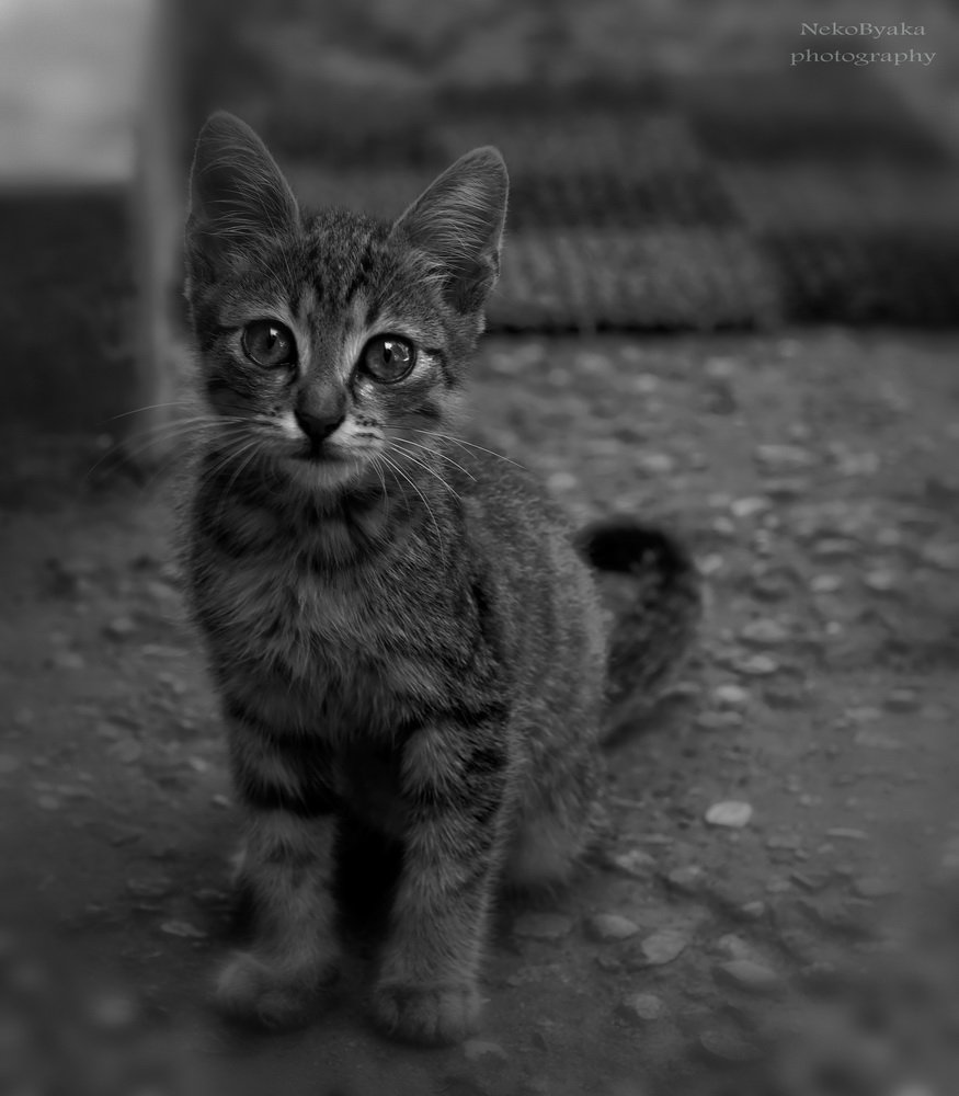 cats, кот, домашние животные, pets,черно-белое, black-and-white, Мамакова Анжелика