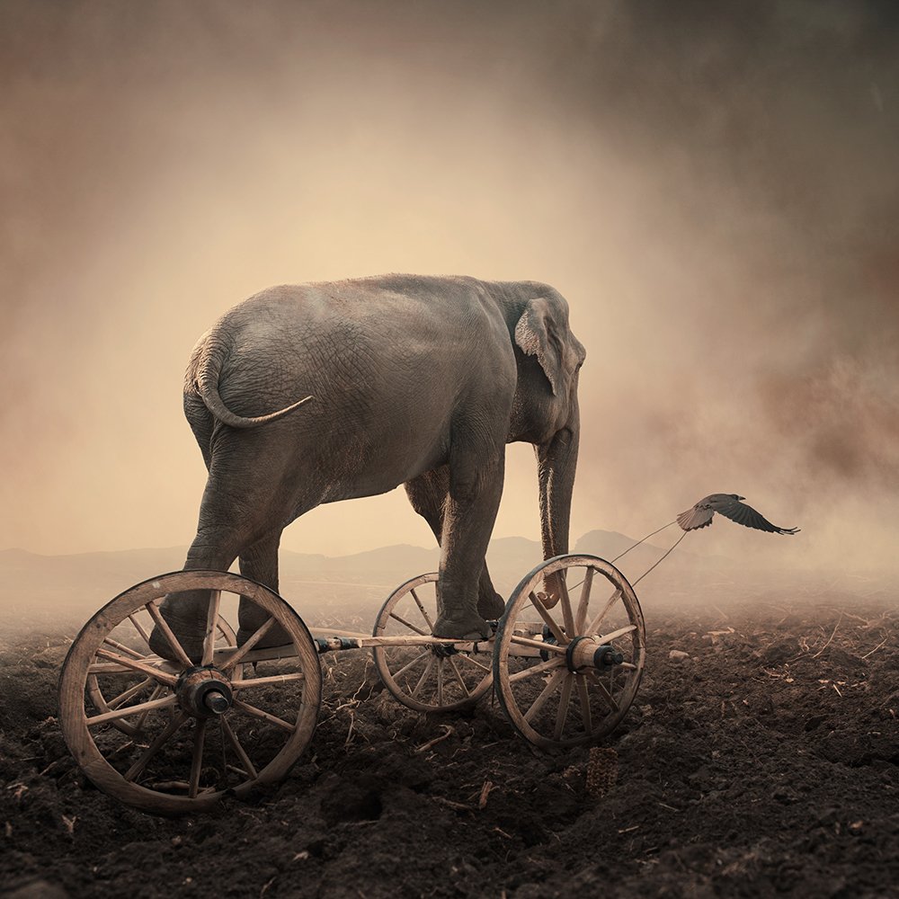 sky, reflection, light, clouds, ground, manipulation, elephant, mounting, wheel, corn, psd, spinner, tutorials, stage, happy, heat, head, Caras Ionut