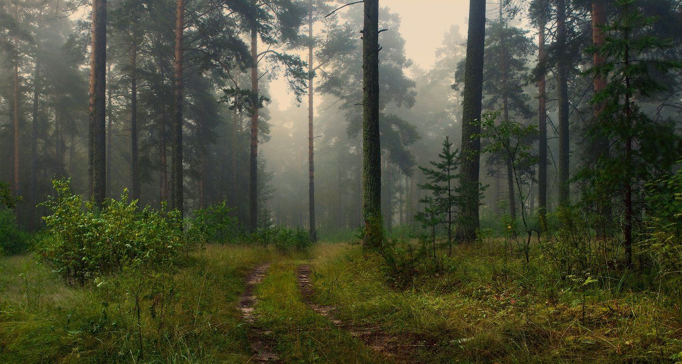 лес, утро, туман, июль, Дмитрий Алексеев