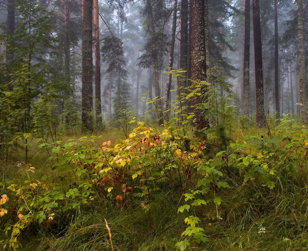 лес, утро, туман, малина, Дмитрий Алексеев