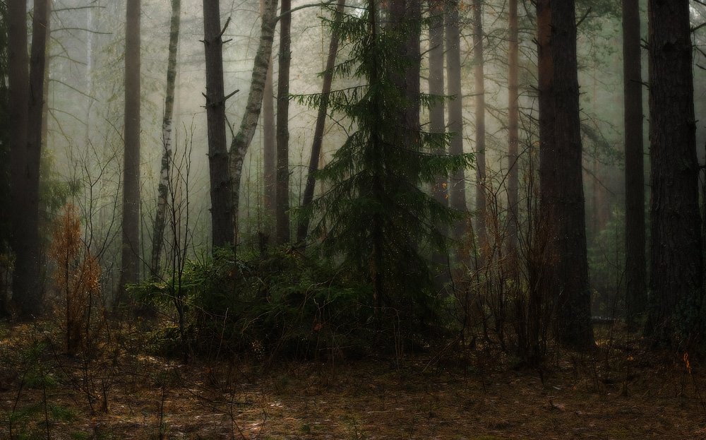 лес, утро, туман, апрель, Дмитрий Алексеев