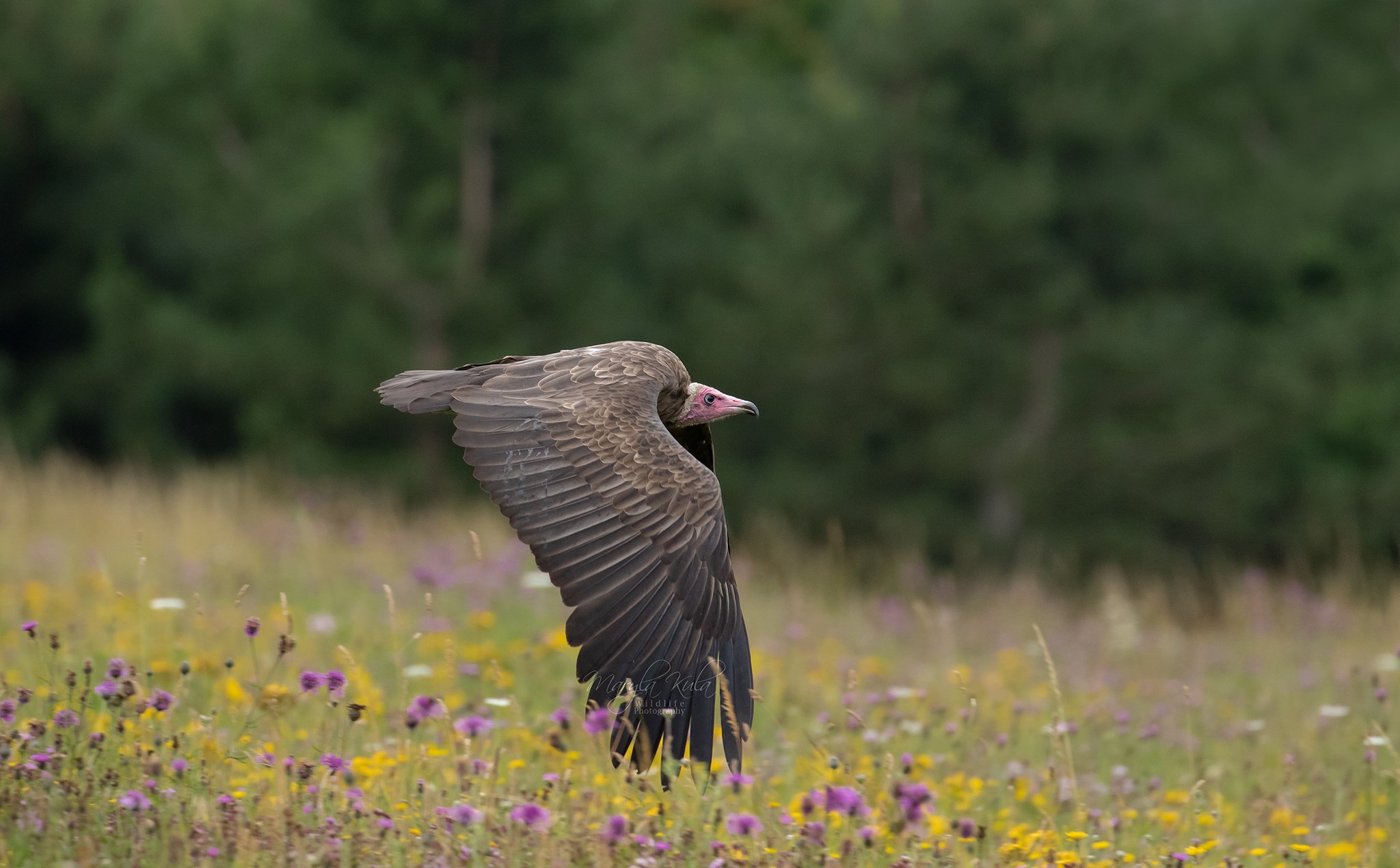 hooded vulture, vulture, bird, birds of prey, action, flight,, MARIA KULA