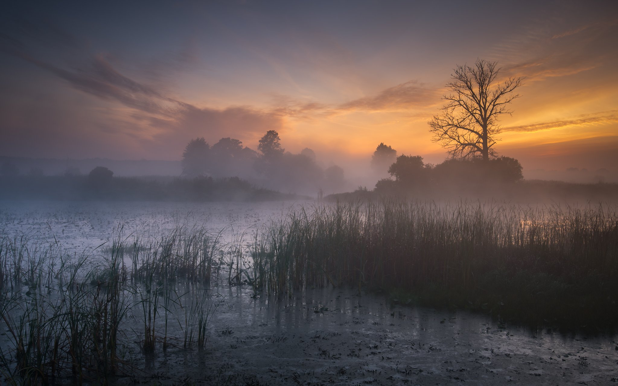 sunrise, tree, fog, Marcin Orszulak