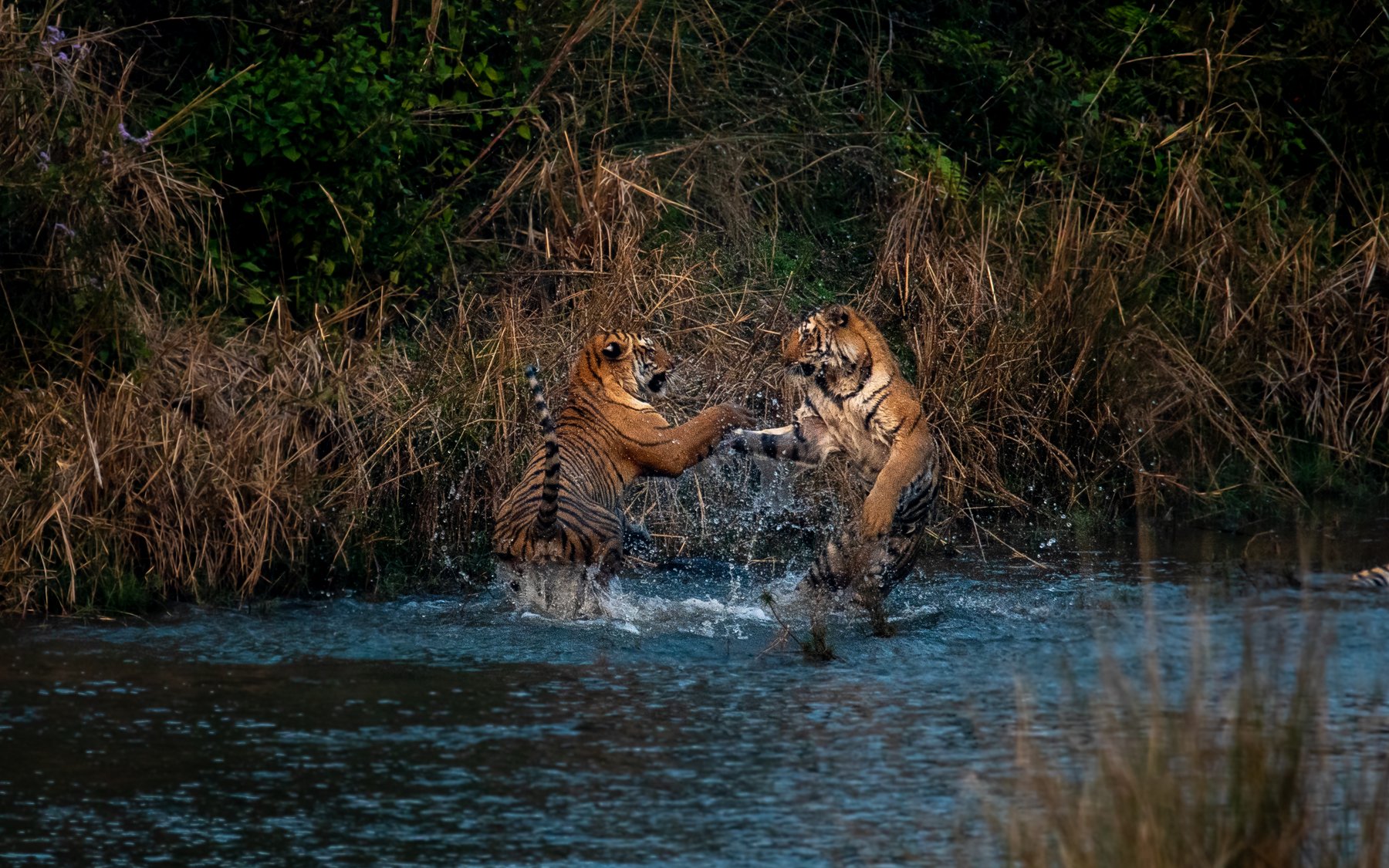tiger tigers tigress subadult cubs juvenile corbett india playing fighting playfight, Nabarun Majumdar