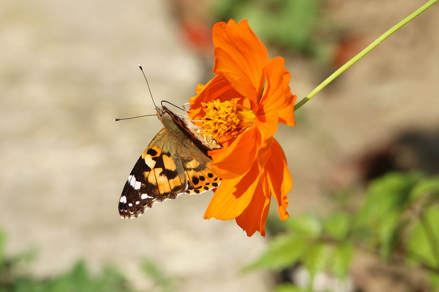 флора,фауна.бабочка,цветок.насекомое., Marat Magov
