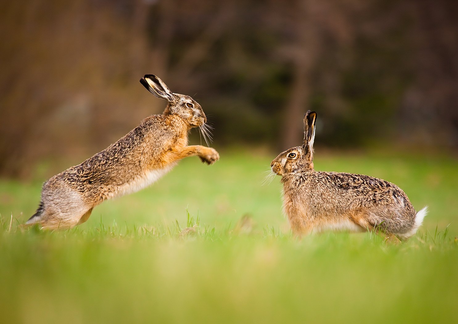 , Robert Adamec