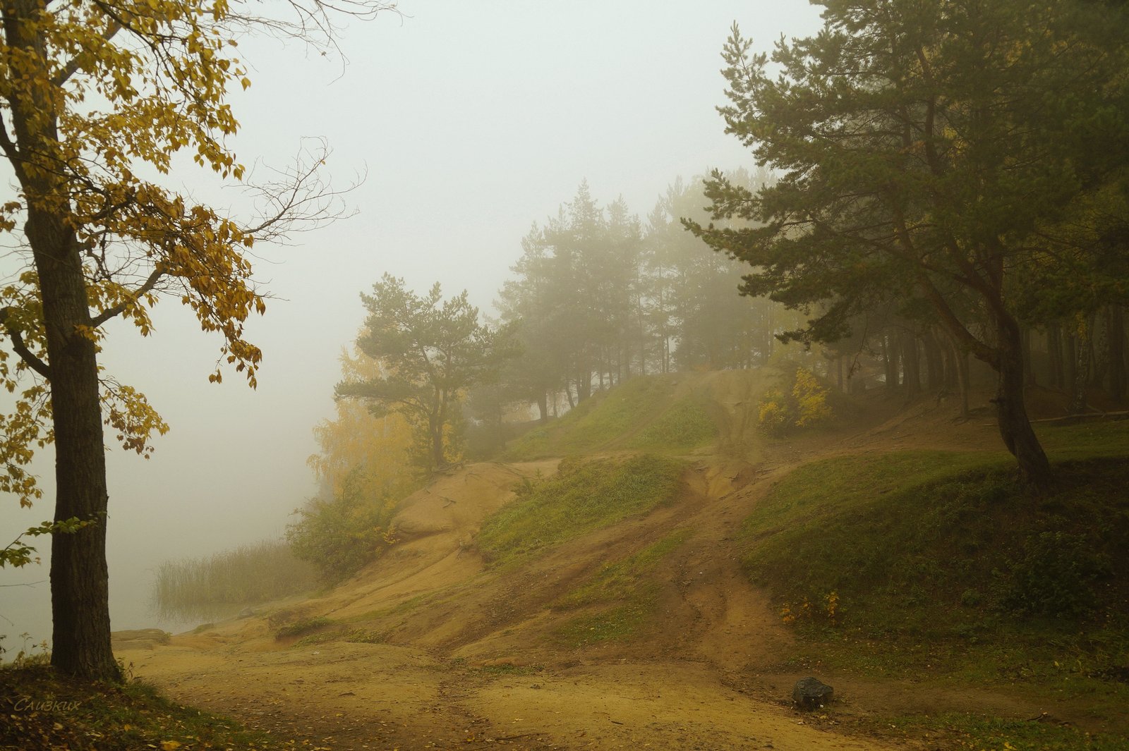 пейзаж,туман,октябрь,лес, Инаида