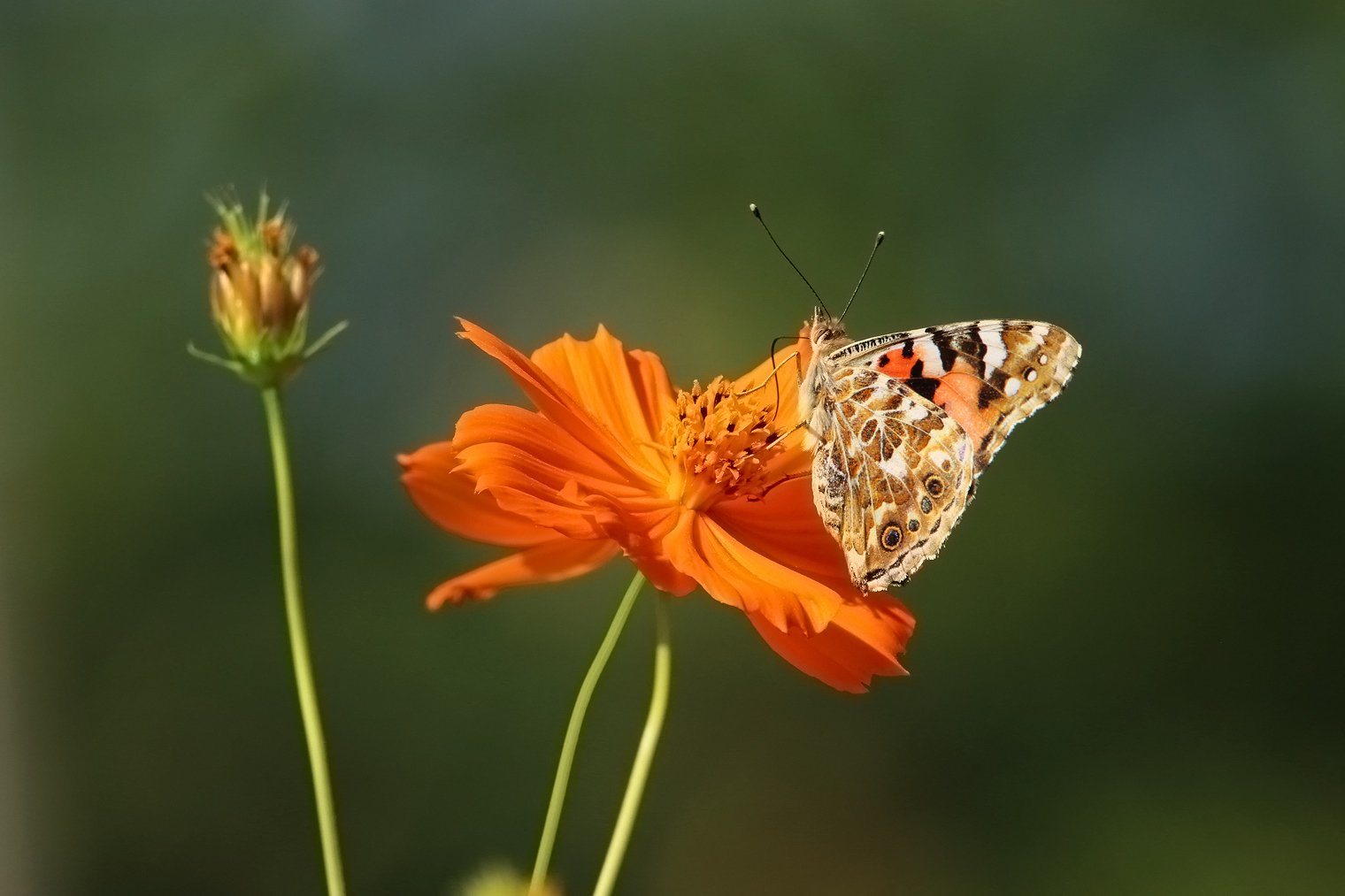 флора,фауна.бабочка,цветок.насекомое., Marat Magov