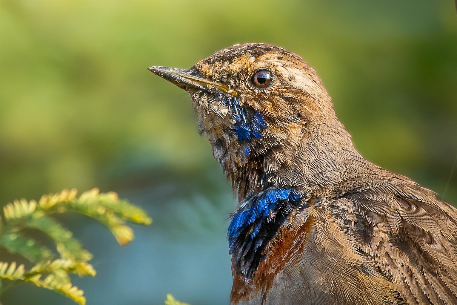 bluethroat, nature, 35awards, 35photo, wildlife, bird, birds, birds of india, parth, parth kansara, parth kansara wildlife, indian wildlife, photo, photography, kutch, natures,, parth kansara