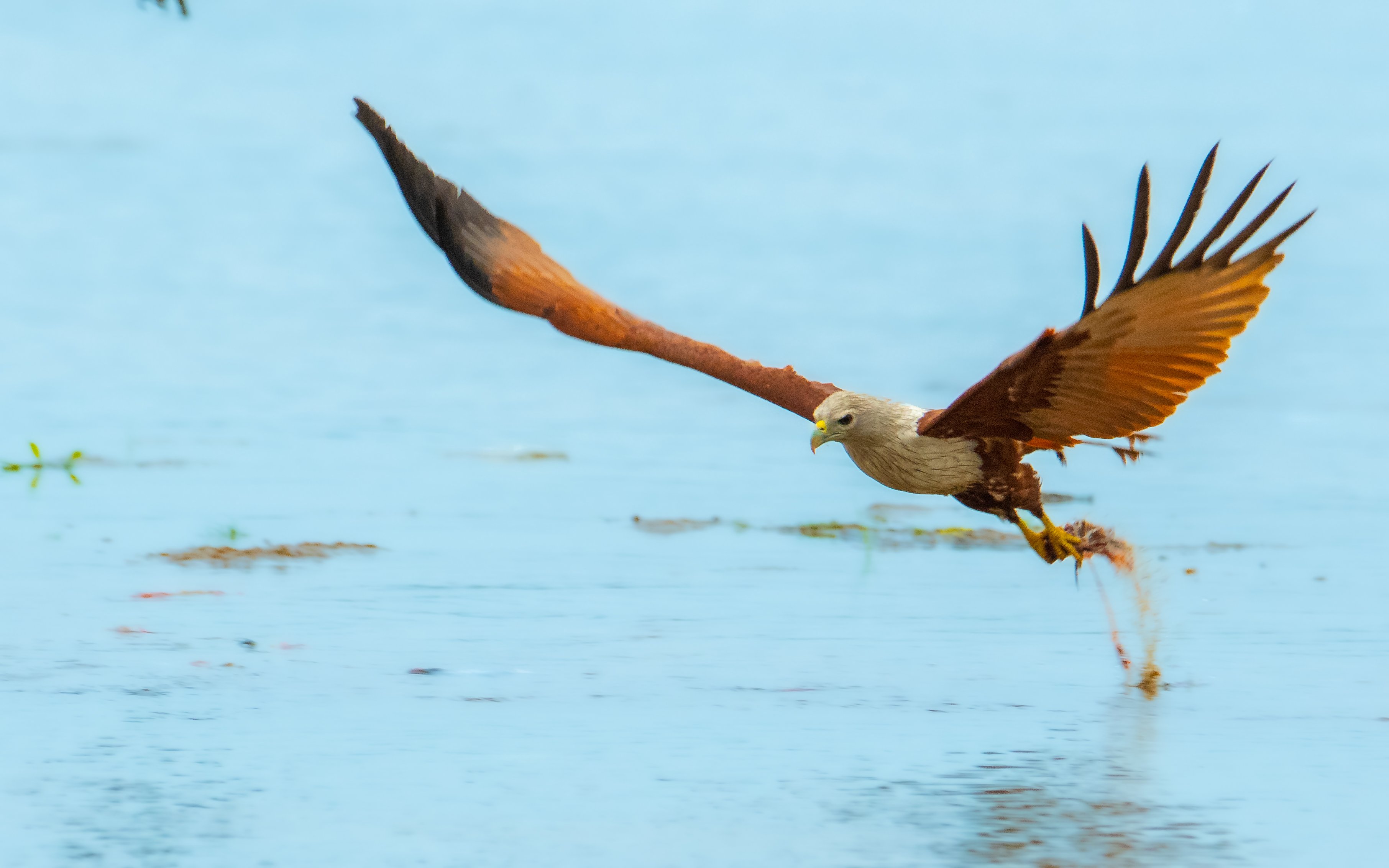 kite eagle raptor wings fly hunt predator prey kill catch, Nabarun Majumdar
