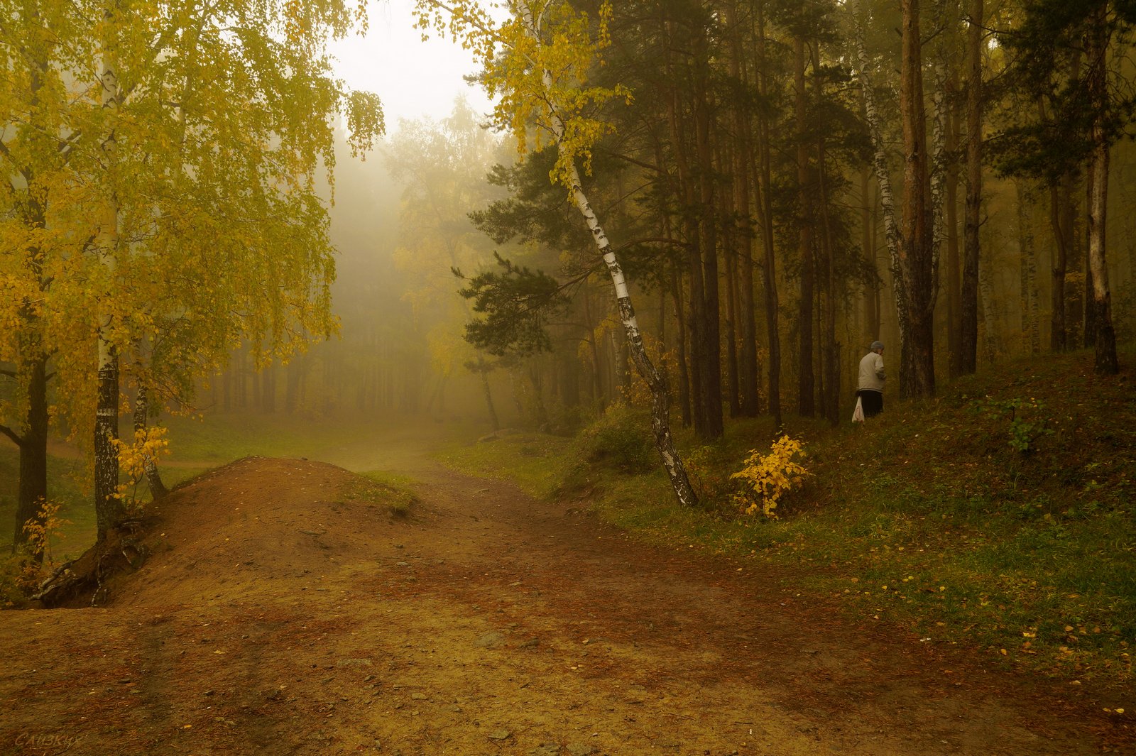 пейзаж,туман,октябрь,лес, Инаида