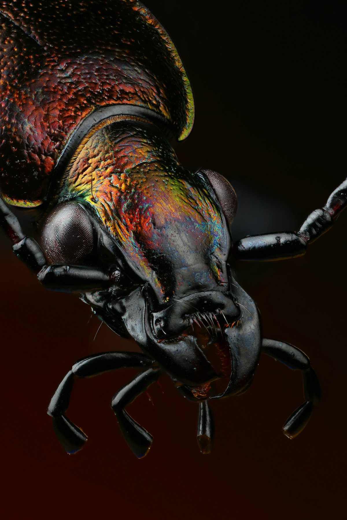 макро,природа,насекомое,животное,жук,цвет,черный, Андрей Шаповалов