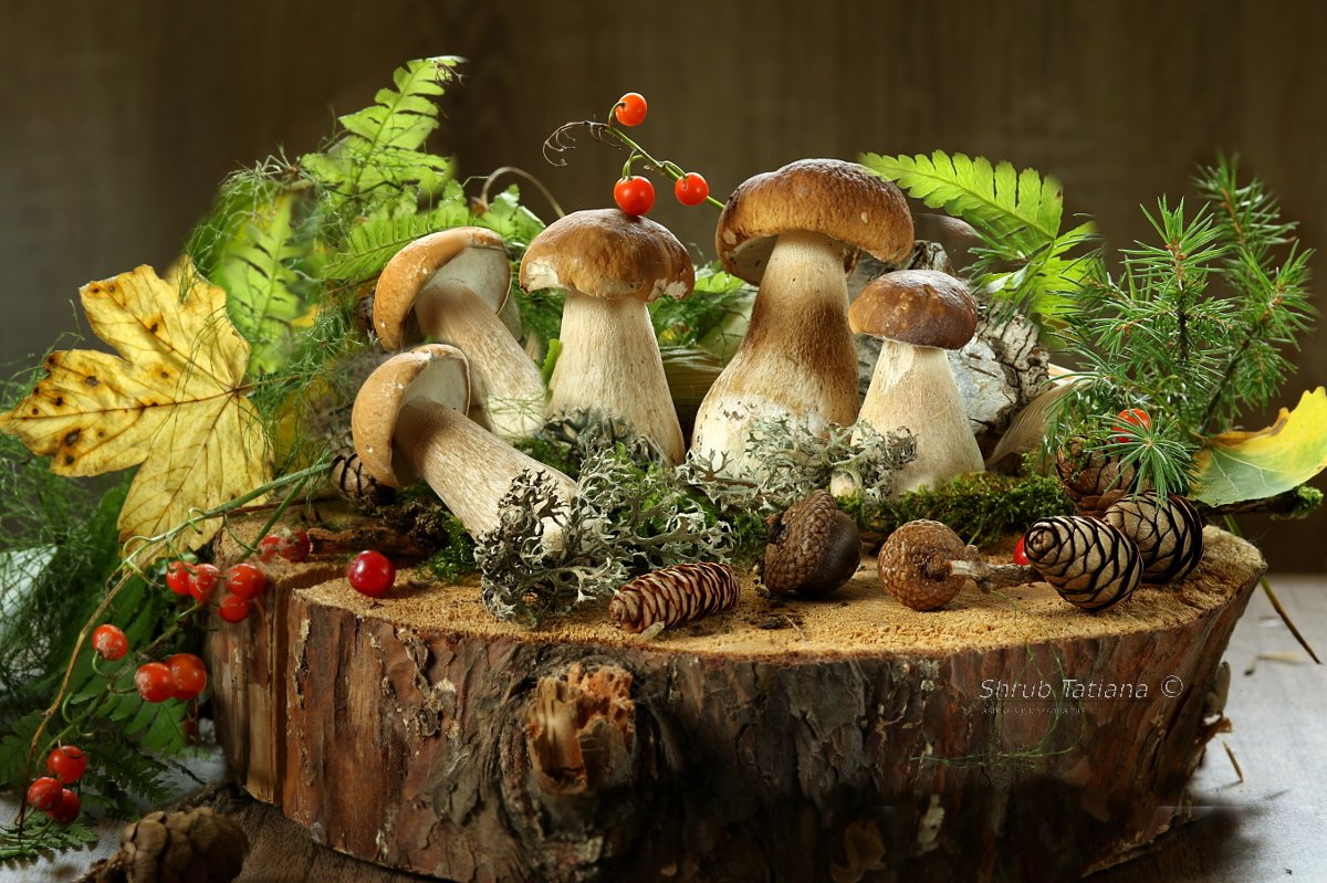 природа, грибы, пенек, листья, шишки, Шруб (Беляева) Татьяна