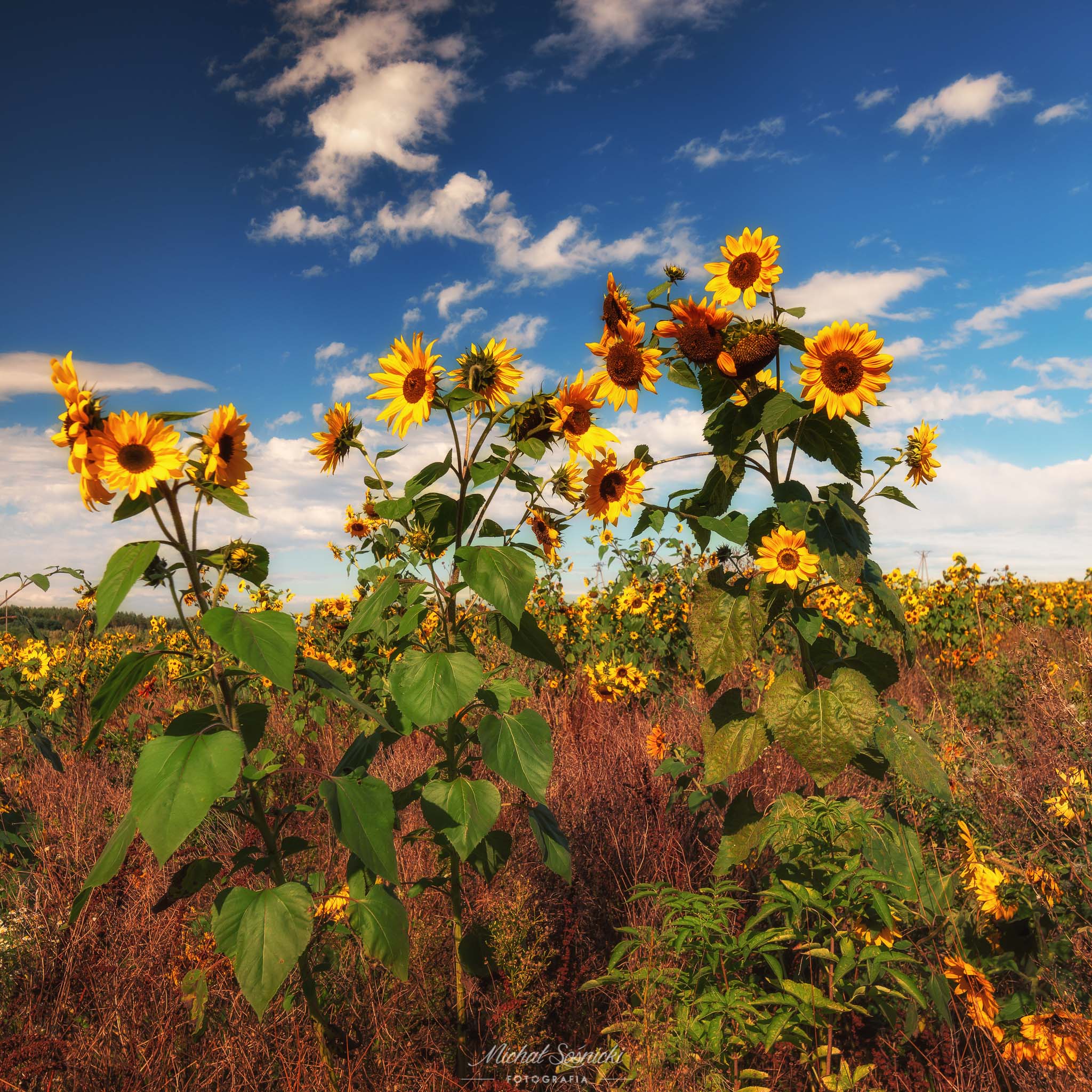 #autumn #ponidzie #workshop #landscape #best #color #flower #pentax #benro #benq #sunflower, Michał Sośnicki
