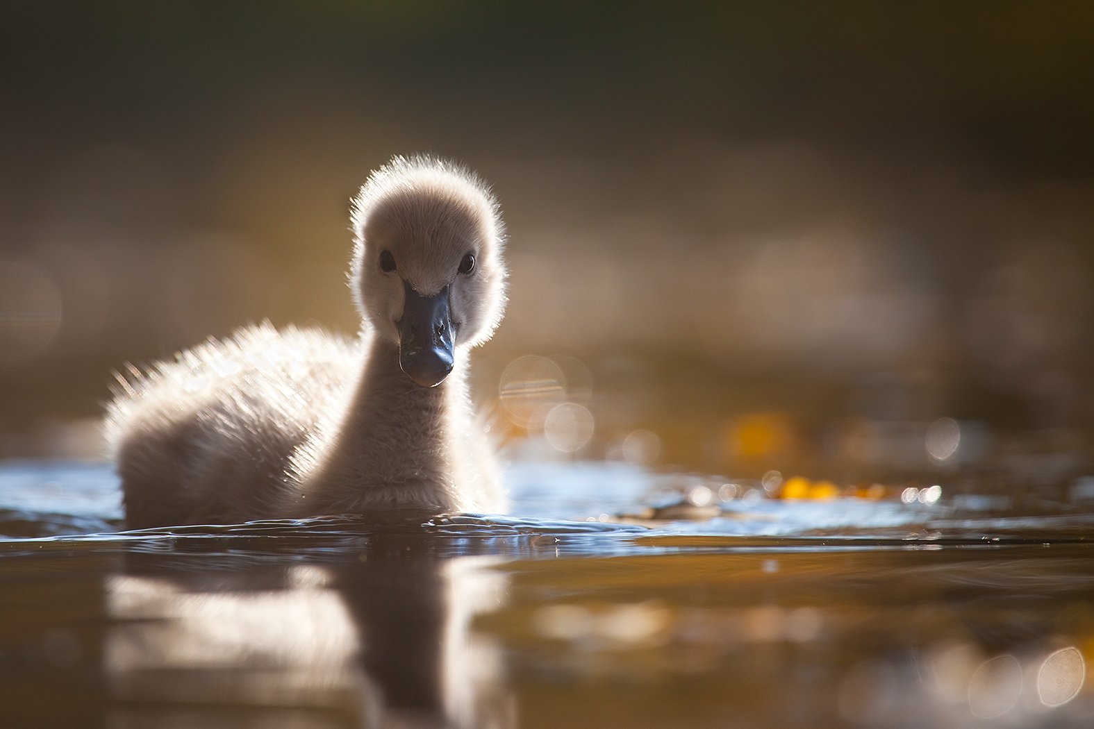 , Robert Adamec