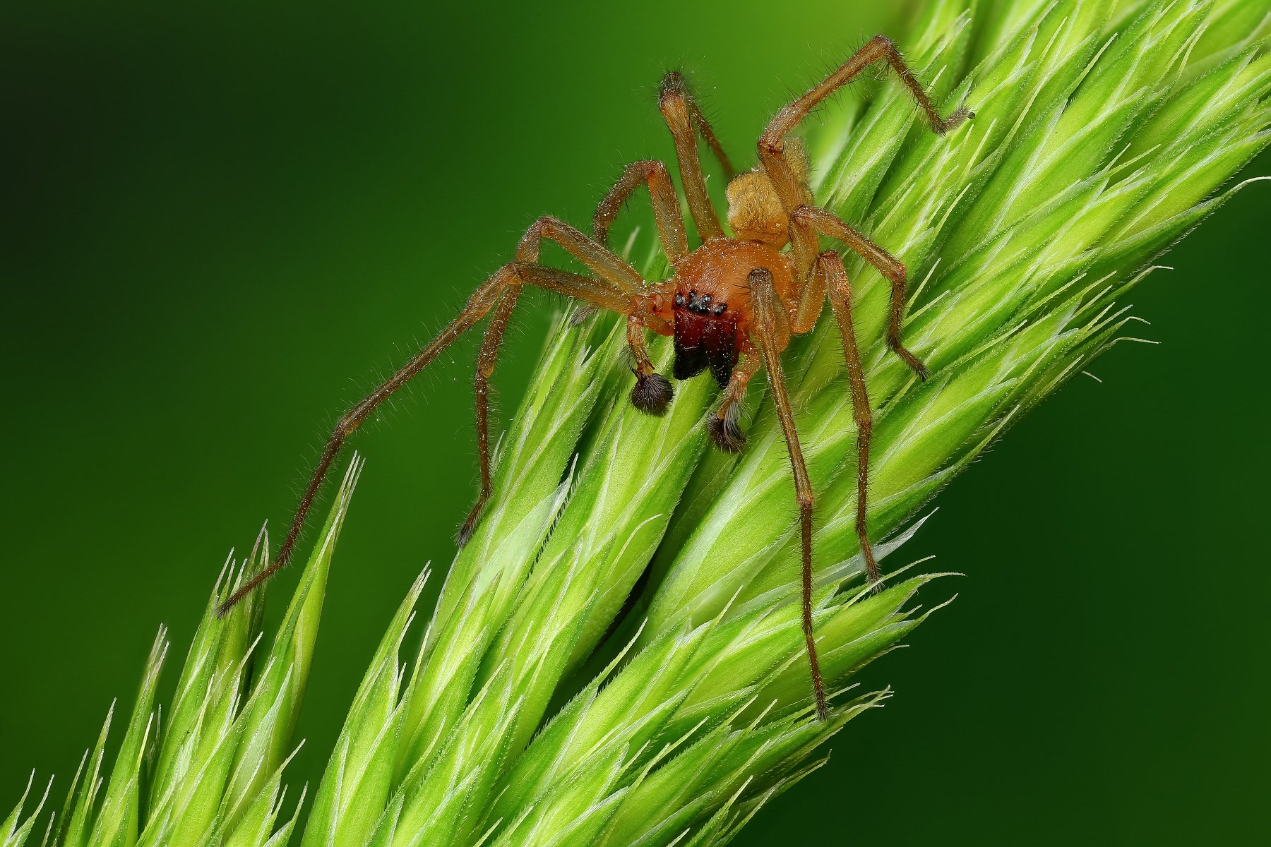 макро,природа,паук,цвет,коричневый,зеленый,животное,растение, Андрей Шаповалов