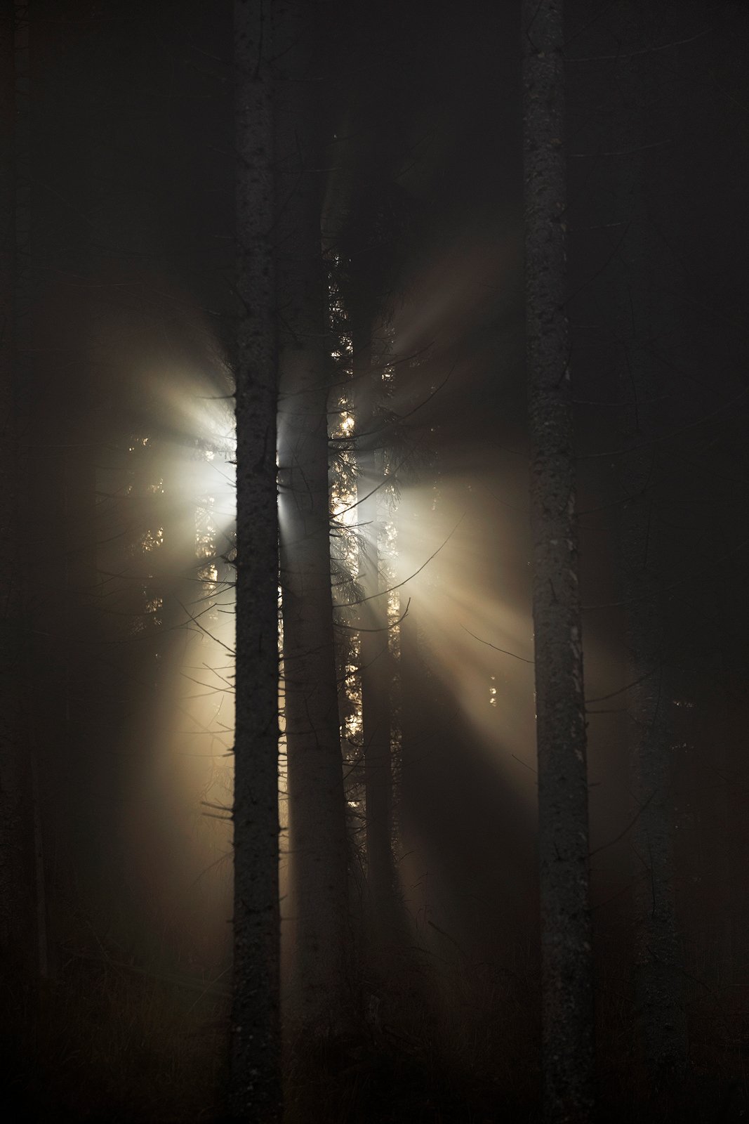 mountains, romania, forest, sunrise, landscape, nature, travel, autumn, trees, fog, light, misty, Lazar Ioan Ovidiu