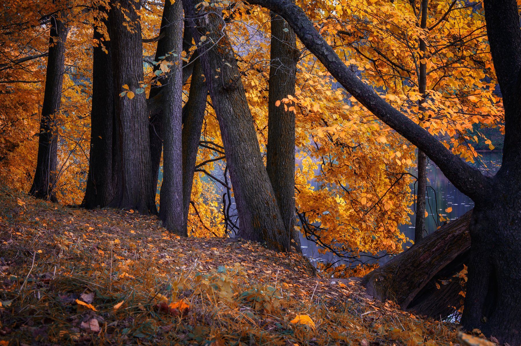 осень,природа,красота,пейзаж, Павел Ныриков