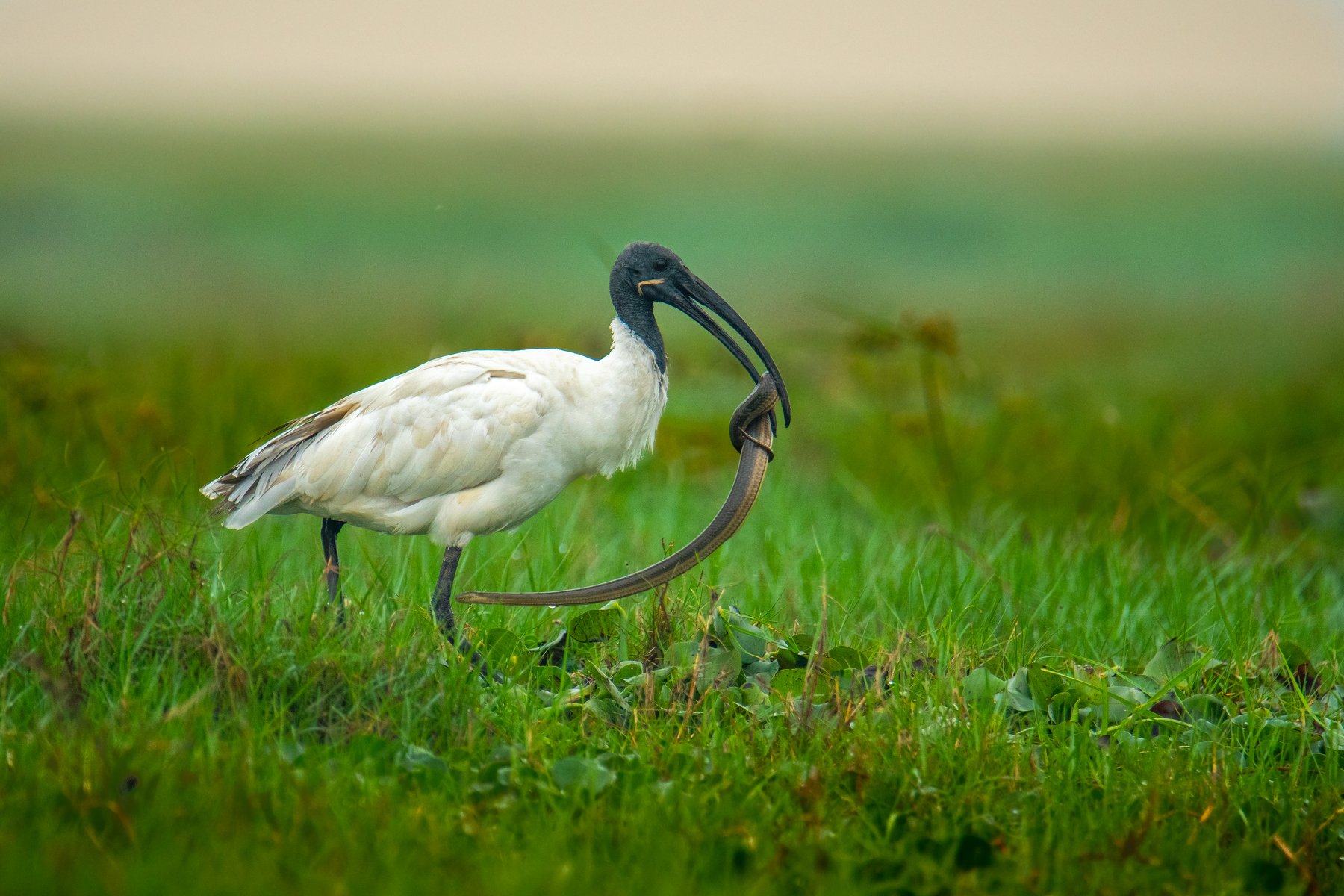 ibis black-headed snake hunt kill predator prey fightsback fight back bird wildlife, Nabarun Majumdar