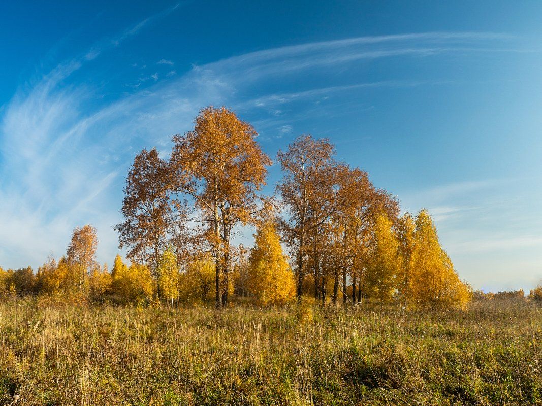 пейзаж, утро, осень, поле, трава, дерево, ярко, киров, небо, солнце, облака, Панагушин Сергей