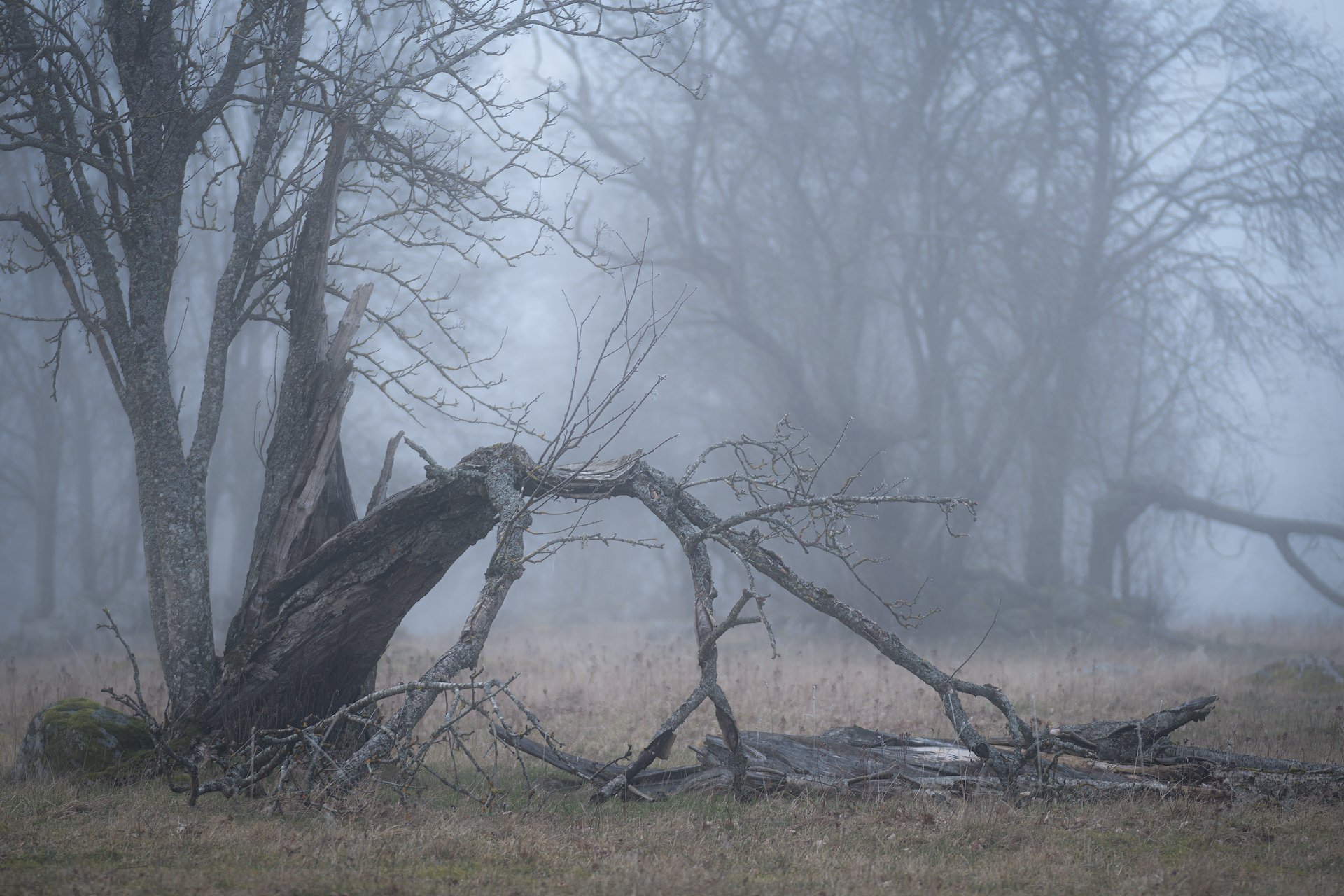 addle, bough, branches, broken, brokenbranch, brokentree, decompose, fallentrees, fog, foggy, Forest, Hampetorp, Hike, hiking, limb, mist, Misty, moss, nature, Oak, oaktree, oaktreepasture, outdoors, puttrefy, rot, Track, treetrunk, trekking, Walk, wander, Ludwig Riml