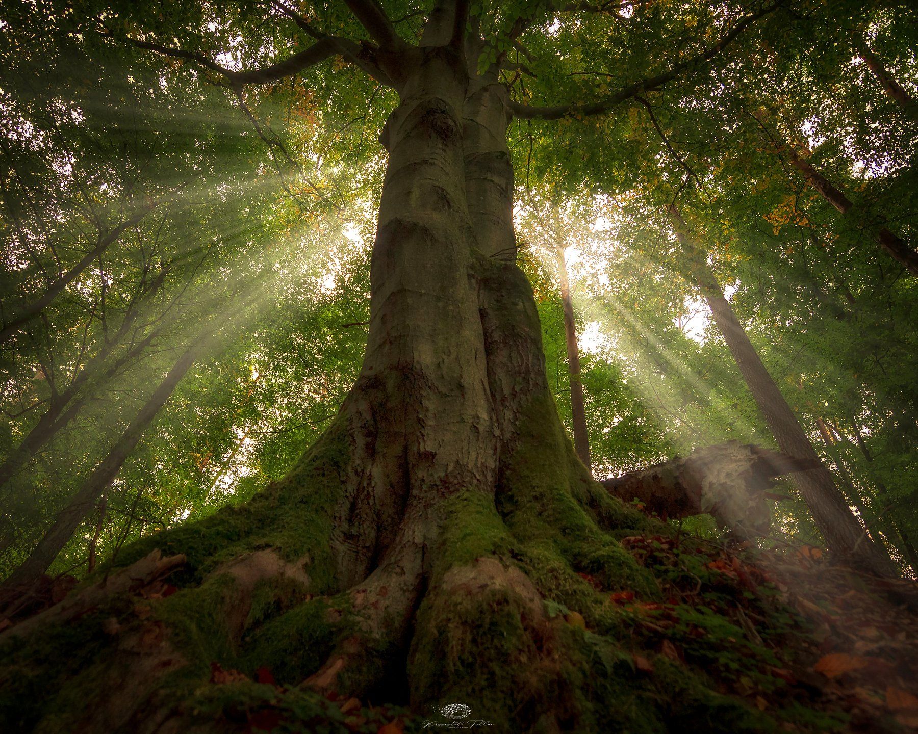 Tree, Forest, Light, Nature, Sunlight, Nikon, Majestic, Autumn, Dawn, Atmosphere, Krzysztof Tollas