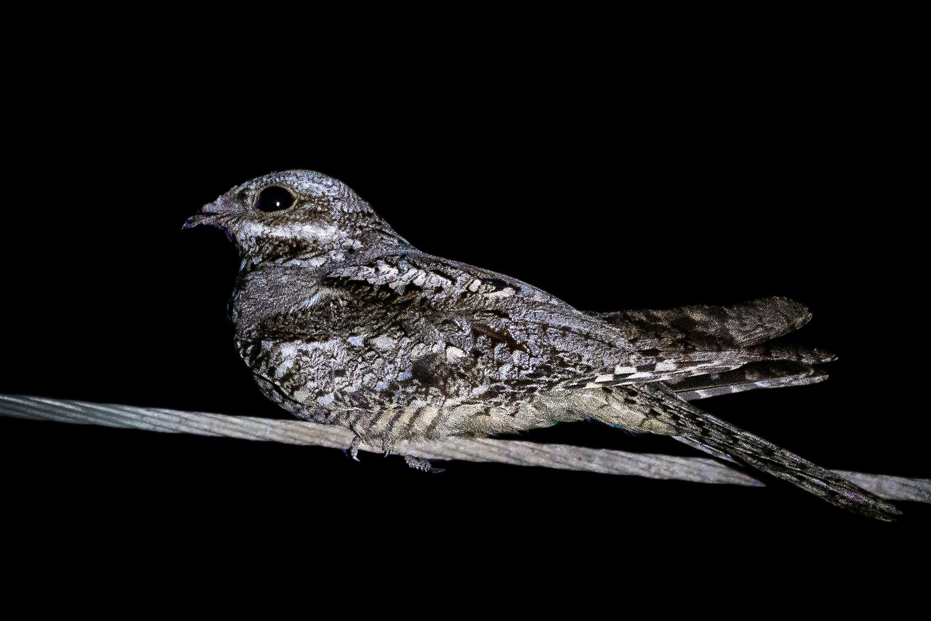 nightjar, european nightjar, european, nature, wildlife, photography, nature, 35awards, 35photo, wildlife, bird, birds, birds of india, parth, parth kansara, parth kansara wildlife, indian wildlife, photo, photography, kutch, natures,, parth kansara