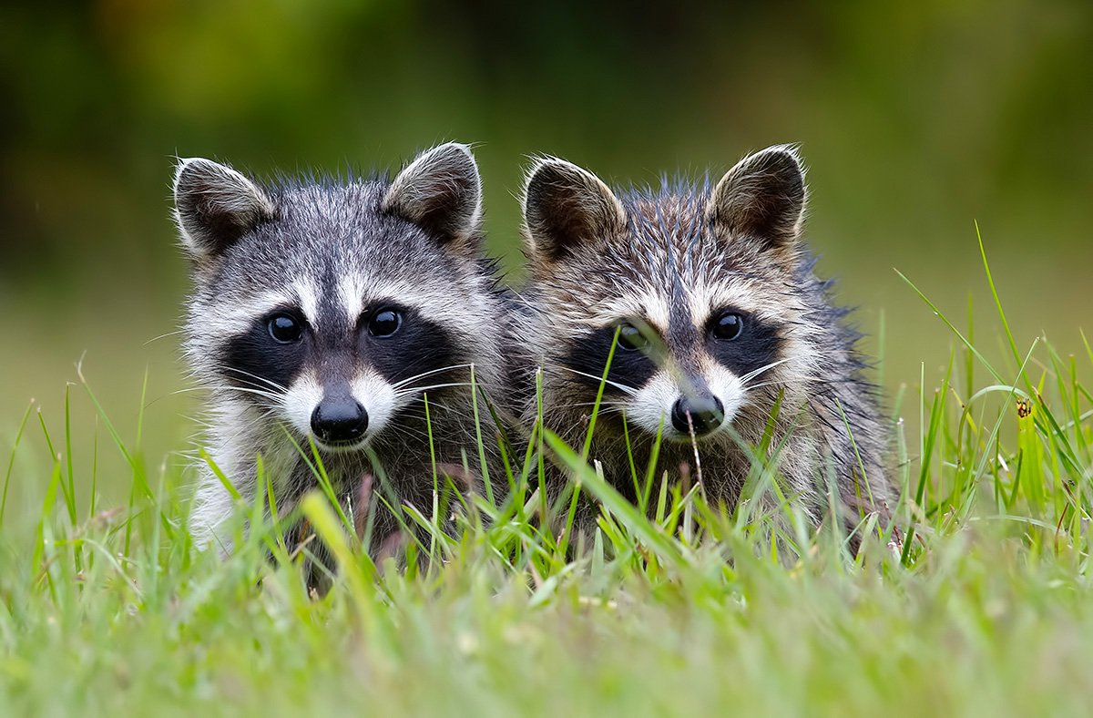 енот обыкновенный, енот-полоскун, raccoon, енот, дикие животные, животные, animals, Elizabeth Etkind