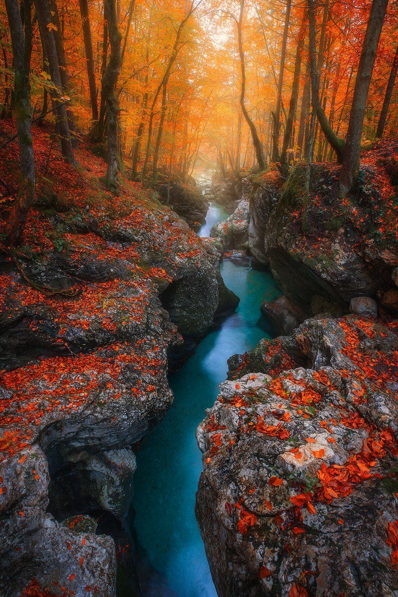 korite, mostnice, sloveia, landscape, autumn, orange, red, tree, forest, creek, river , Roberto Pavic