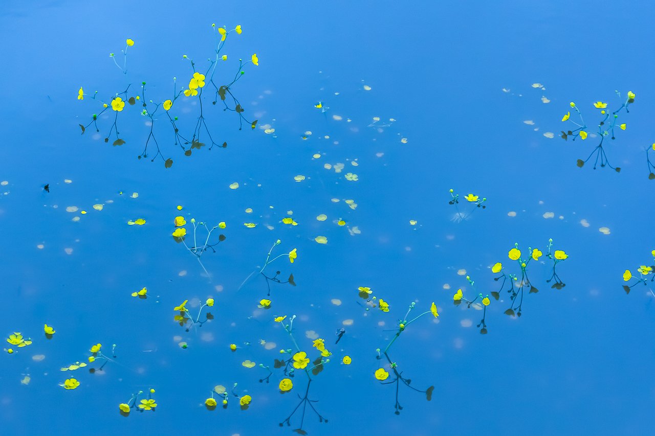 цветы, половодье, вода, голубой, желтый, отражения, Алексей Королев