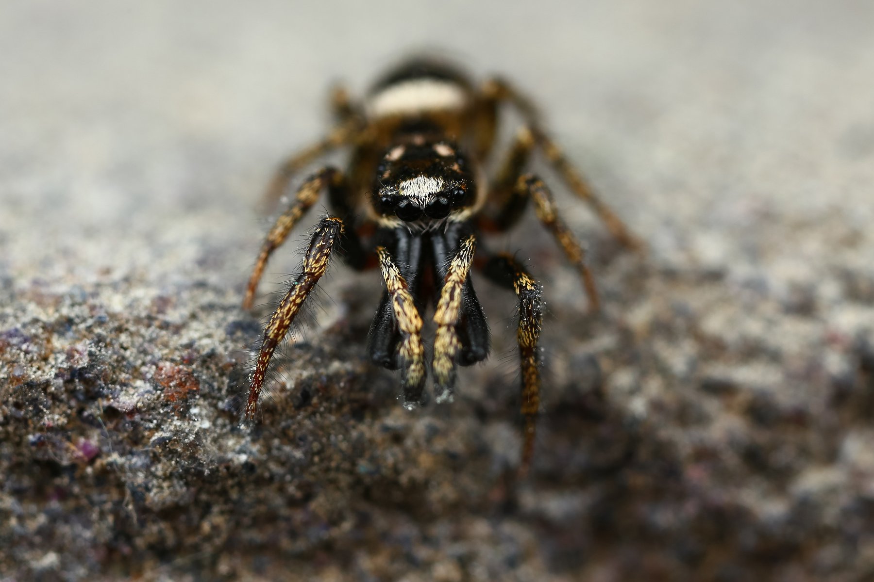 макро,природа,паук,цвет,коричневый,белый,черный,животное, Андрей Шаповалов