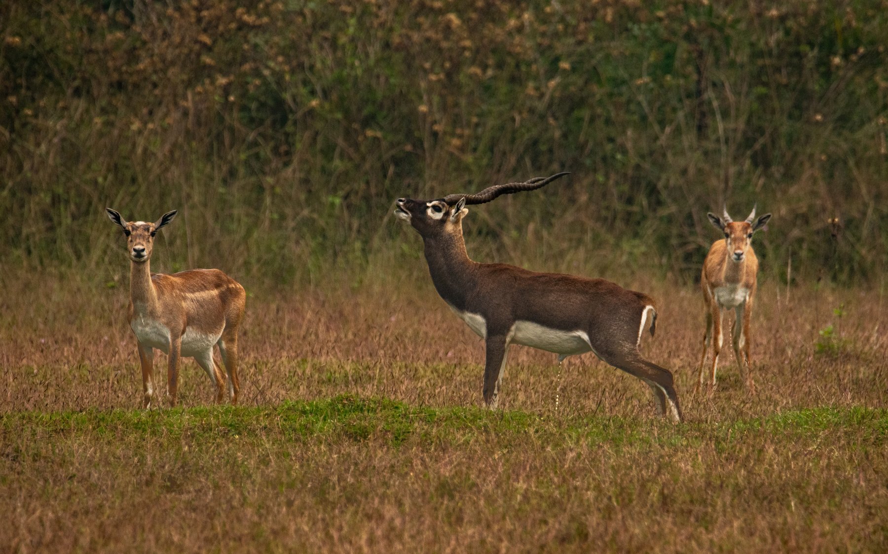 blackBuck deer antlers horns dimorphic sex territorial female male grunting peeing excretion pee, Nabarun Majumdar