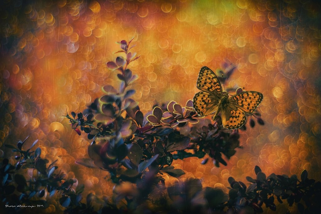 macro nature butterfly flower bokeh insect closeup, Ryszard Lal