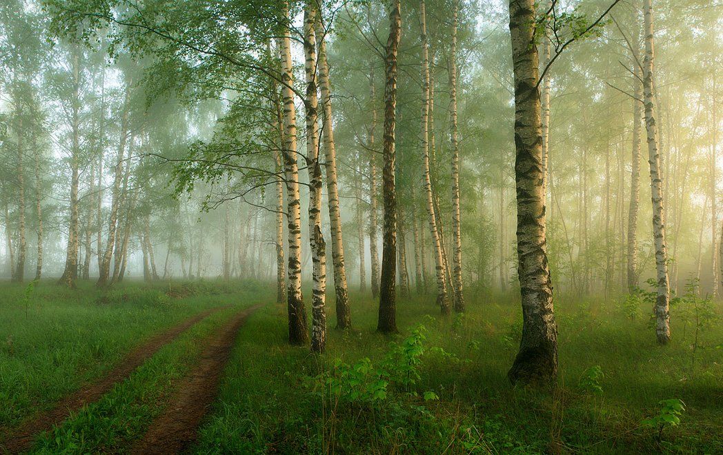 май, туман, утро, Дмитрий Алексеев