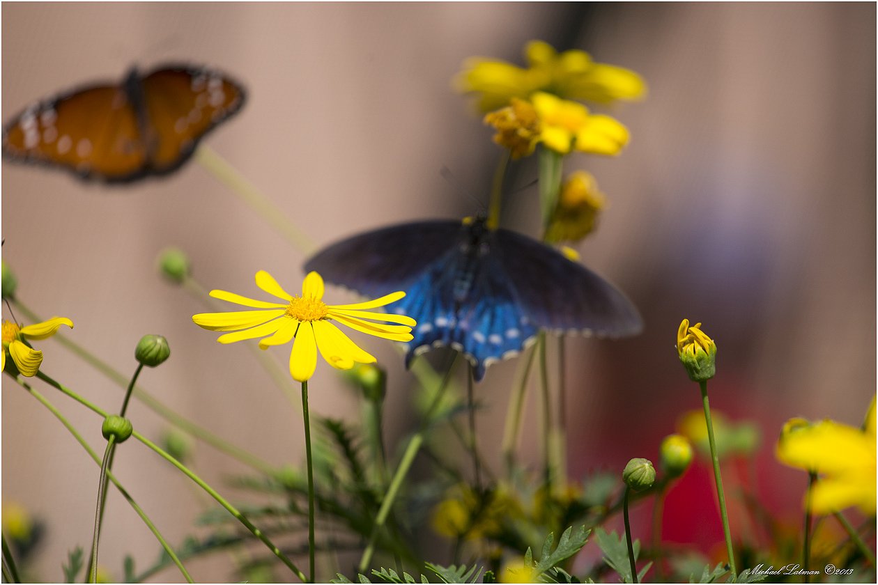 flowers, butterflies, bokeh, colors, Michael Latman