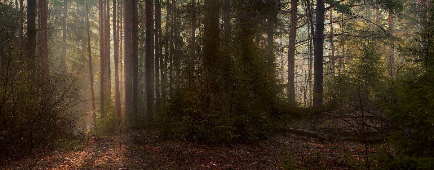 лес, весна, апрель, утро, туман, Дмитрий Алексеев