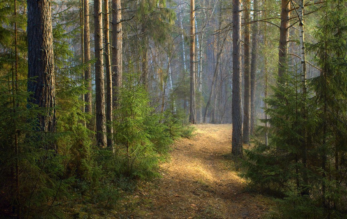 лес, апрель, утро, туман, Дмитрий Алексеев