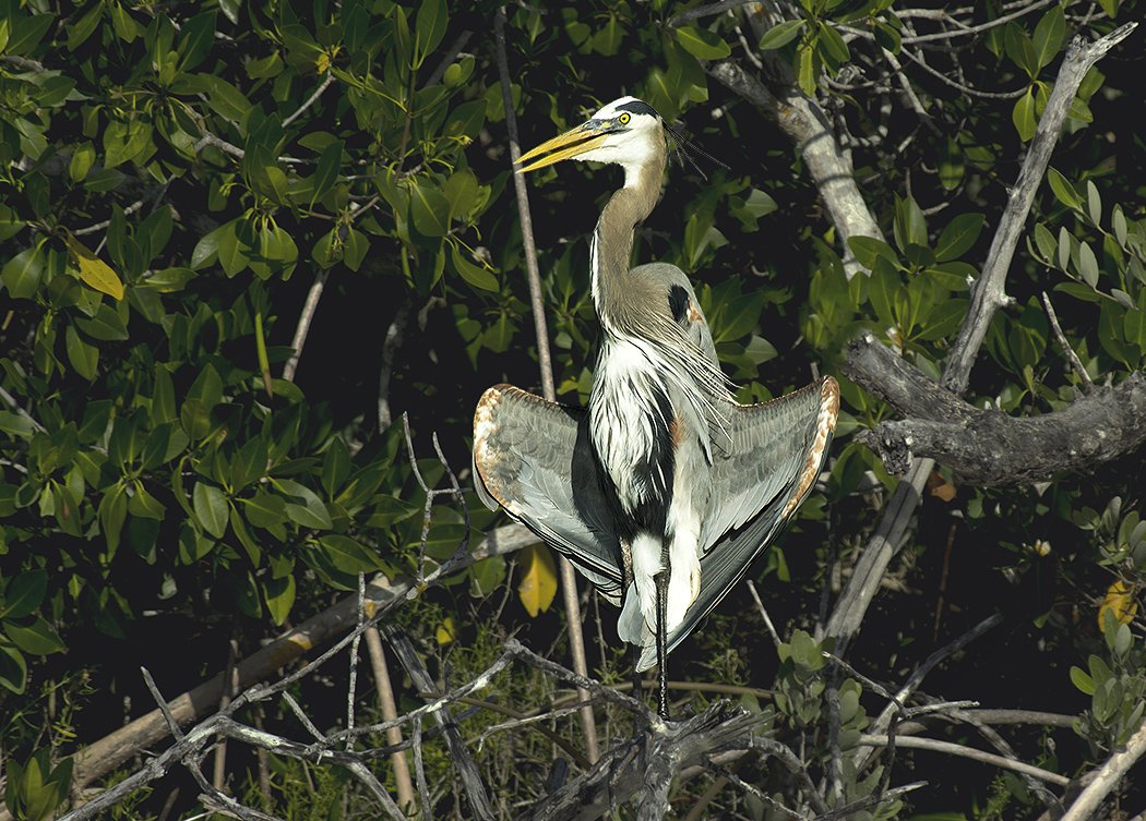 ardea herodias, great blue heron, большая голубая цапля, ardeidae, птицы, Sergey Volkov