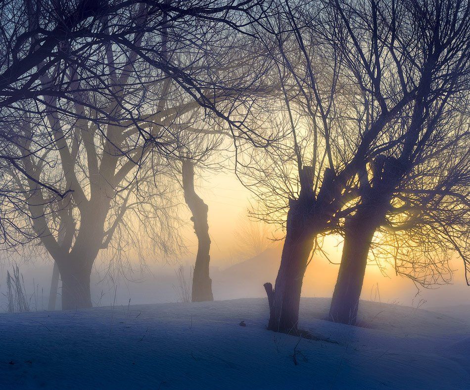 утро, туман, ветви, март, Дмитрий Алексеев