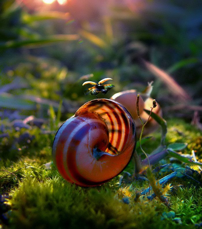 wake,macro,summer,snail,grass,sony, Emerald Wake