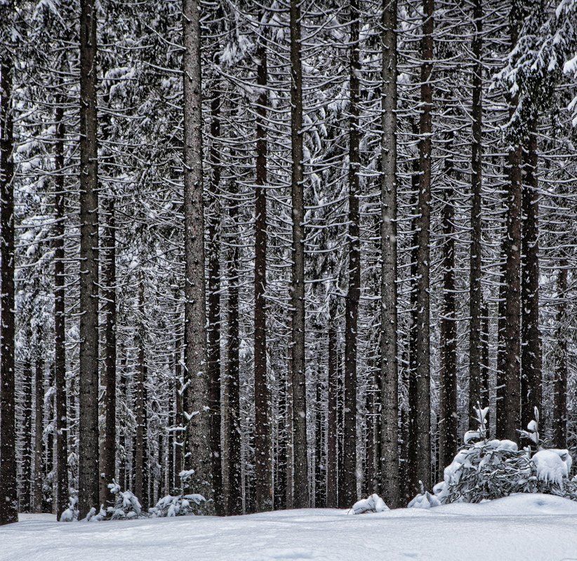 германия, зима, лес, Игорь Дубровский