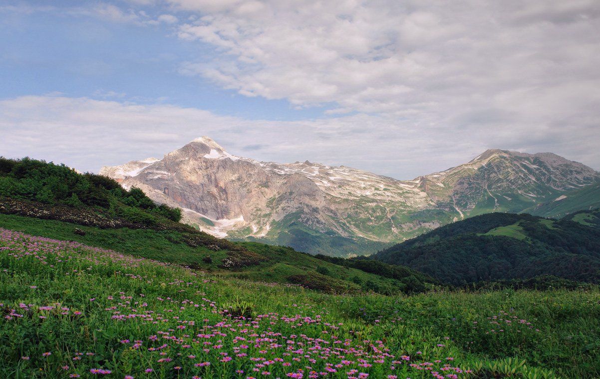 лагонаки, утро, цветы в горах, MiShanya
