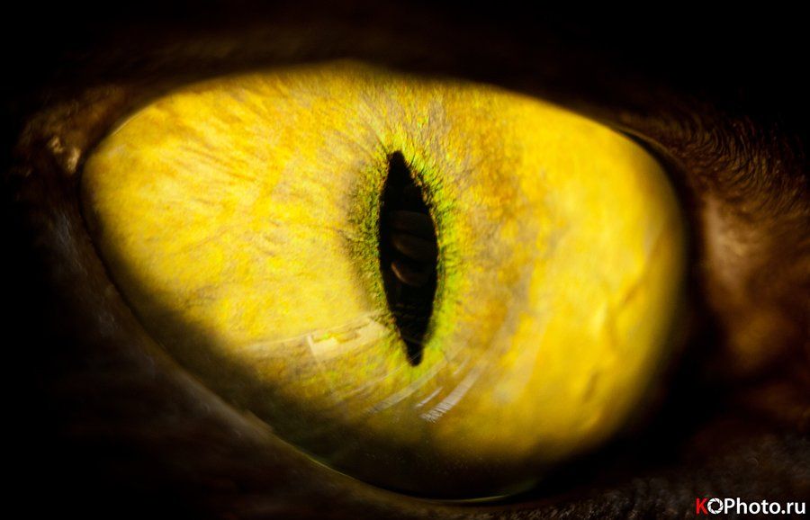 желтый глаз, зеленый глаз, кошкин глаз, Андрей Копанев