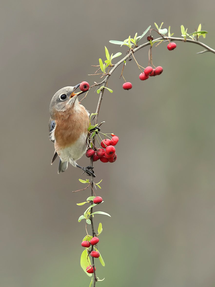 восточная сиалия, eastern bluebird,bluebird, Elizabeth Etkind