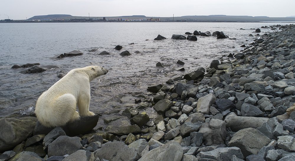 медведь белый полярный морской чукотка арктика берег море, Максим Деминов